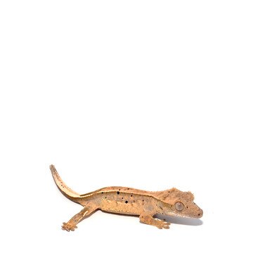 Pinstripe Dalmation Crested Gecko